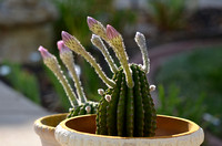 Cereus Cactus Aug 2, 2012