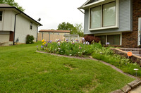 Carolyn's Irises