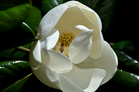 Betty Gladney's 40 some year old Southern Magnolia Tree......