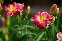 Charley's Daylily Shots