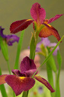 Louisiana Irises Library