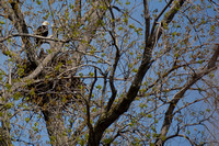 Eagle Bluff 2013-04-28