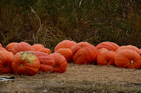 2012 PumpkinFest-Preview